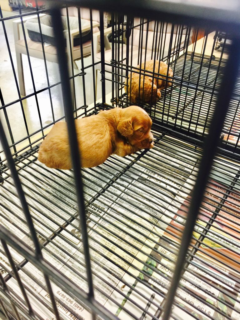 8 Week Old Cockapoo Puppy