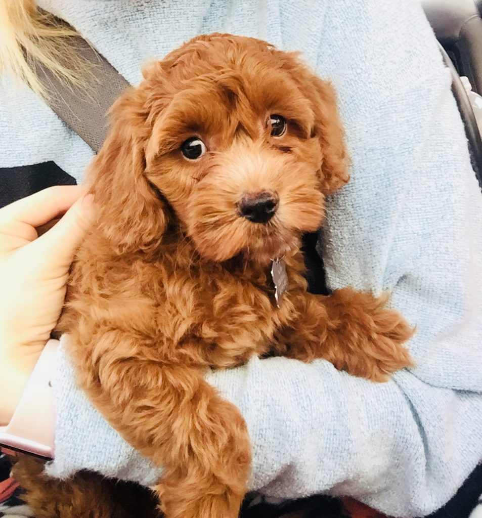 Meet Oliver, Our Cockapoo Puppy  Caitlin  Luke -9108
