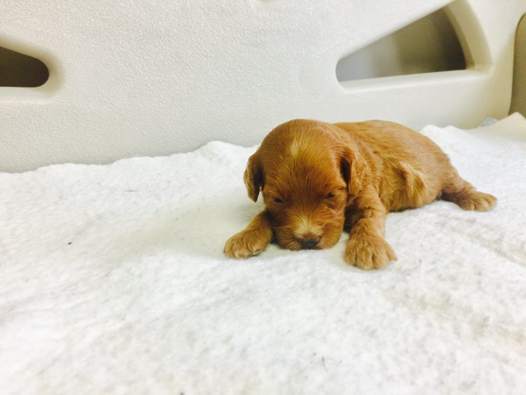 8 Week Old Cockapoo Puppy