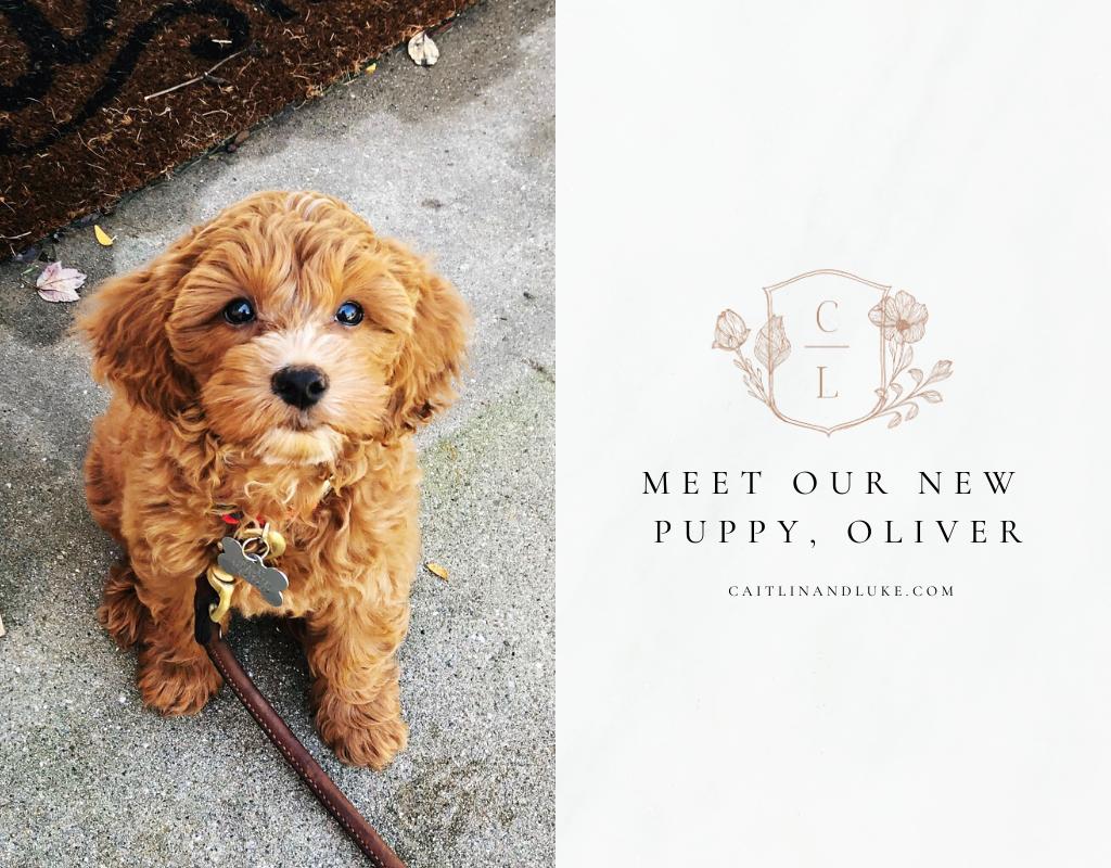 Meet our new puppy, Oliver!